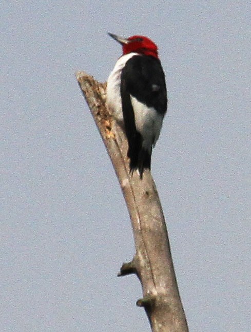 Red-headed Woodpecker - Timon Tesar
