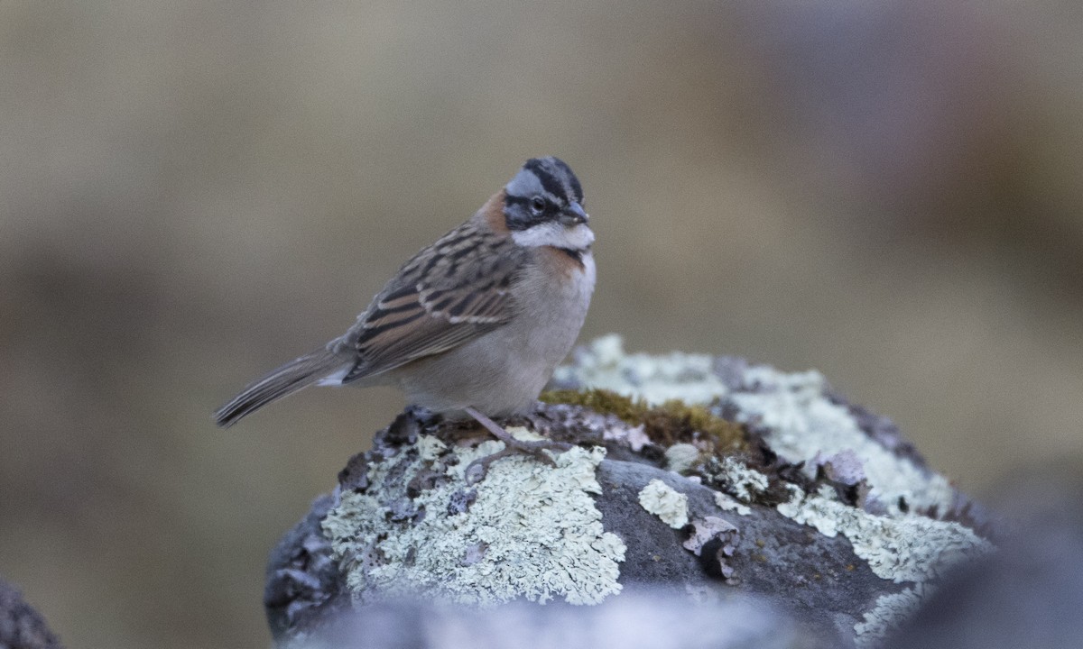 Rufous-collared Sparrow - ML67578701
