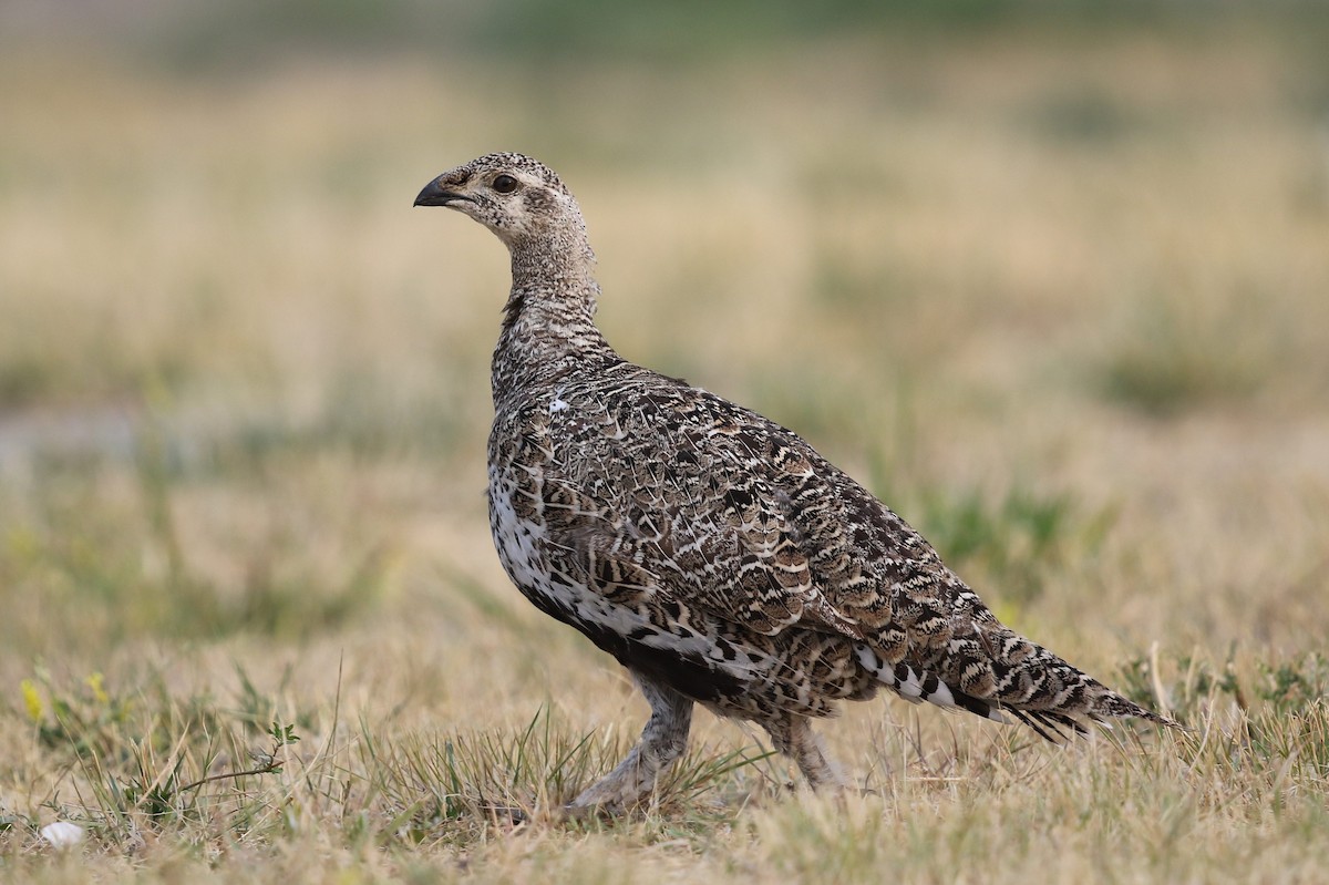 Greater Sage-Grouse - ML67580831