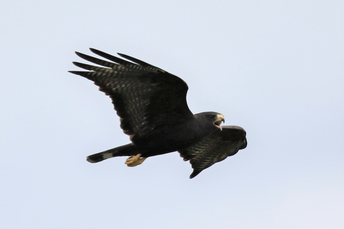 Zone-tailed Hawk - Bob Friedrichs
