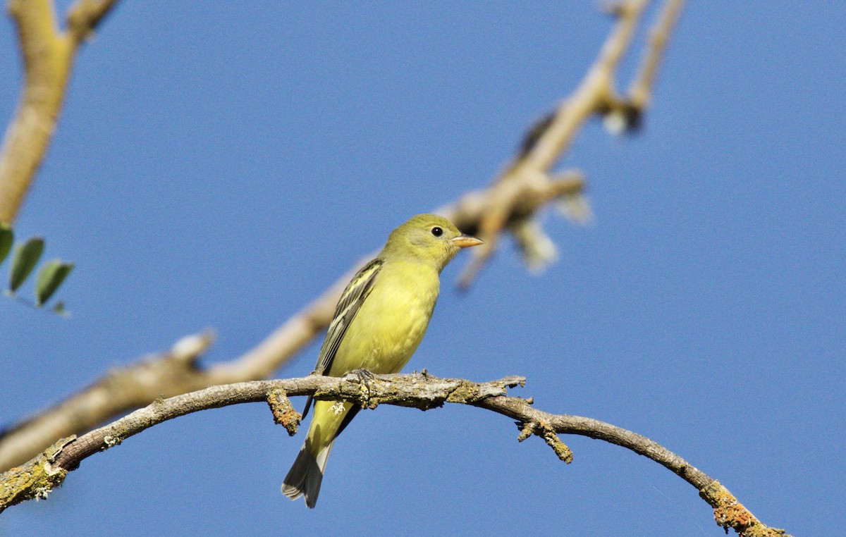 Western Tanager - ML67583751