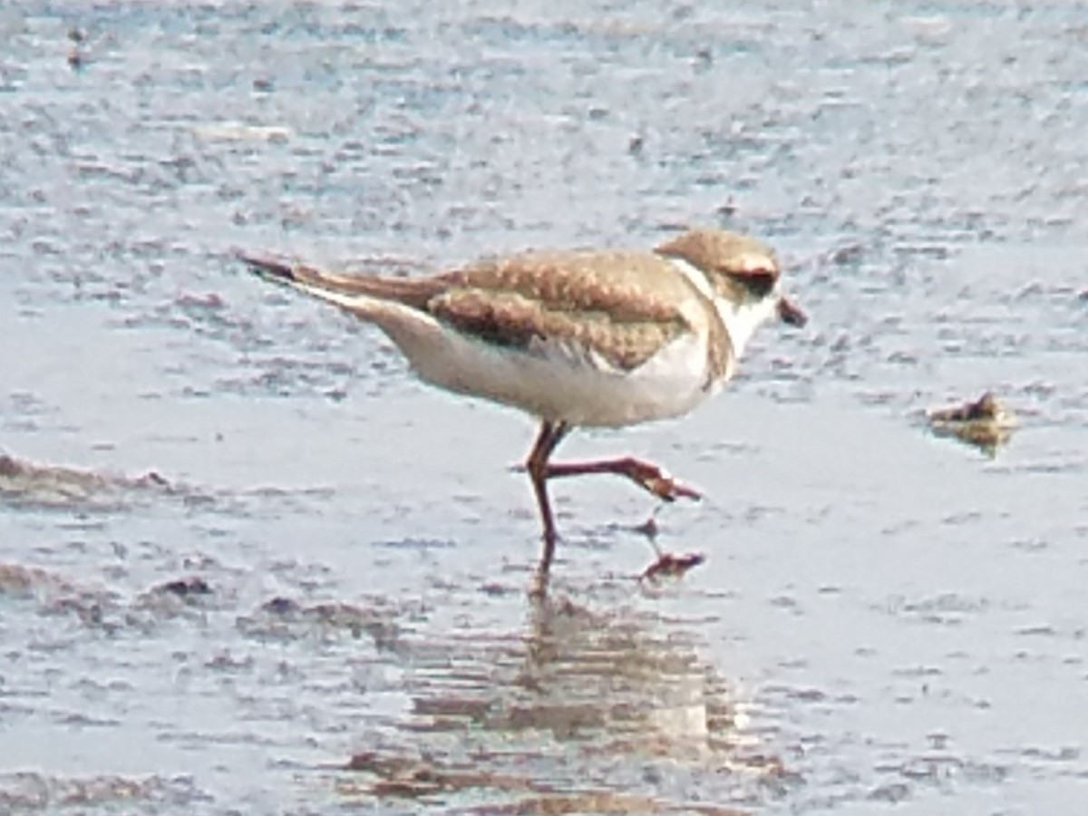 Semipalmated Plover - ML67585181