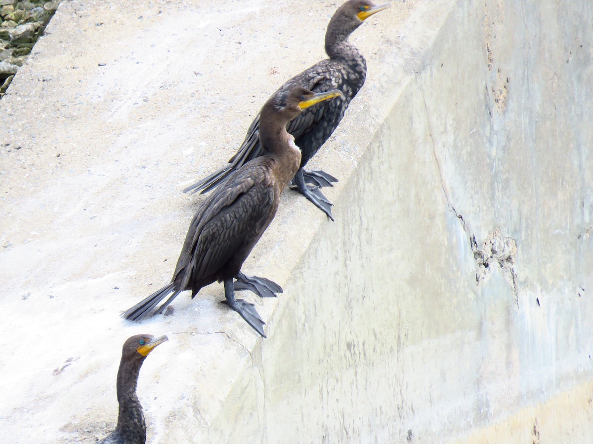 Double-crested Cormorant - Lucie Roy