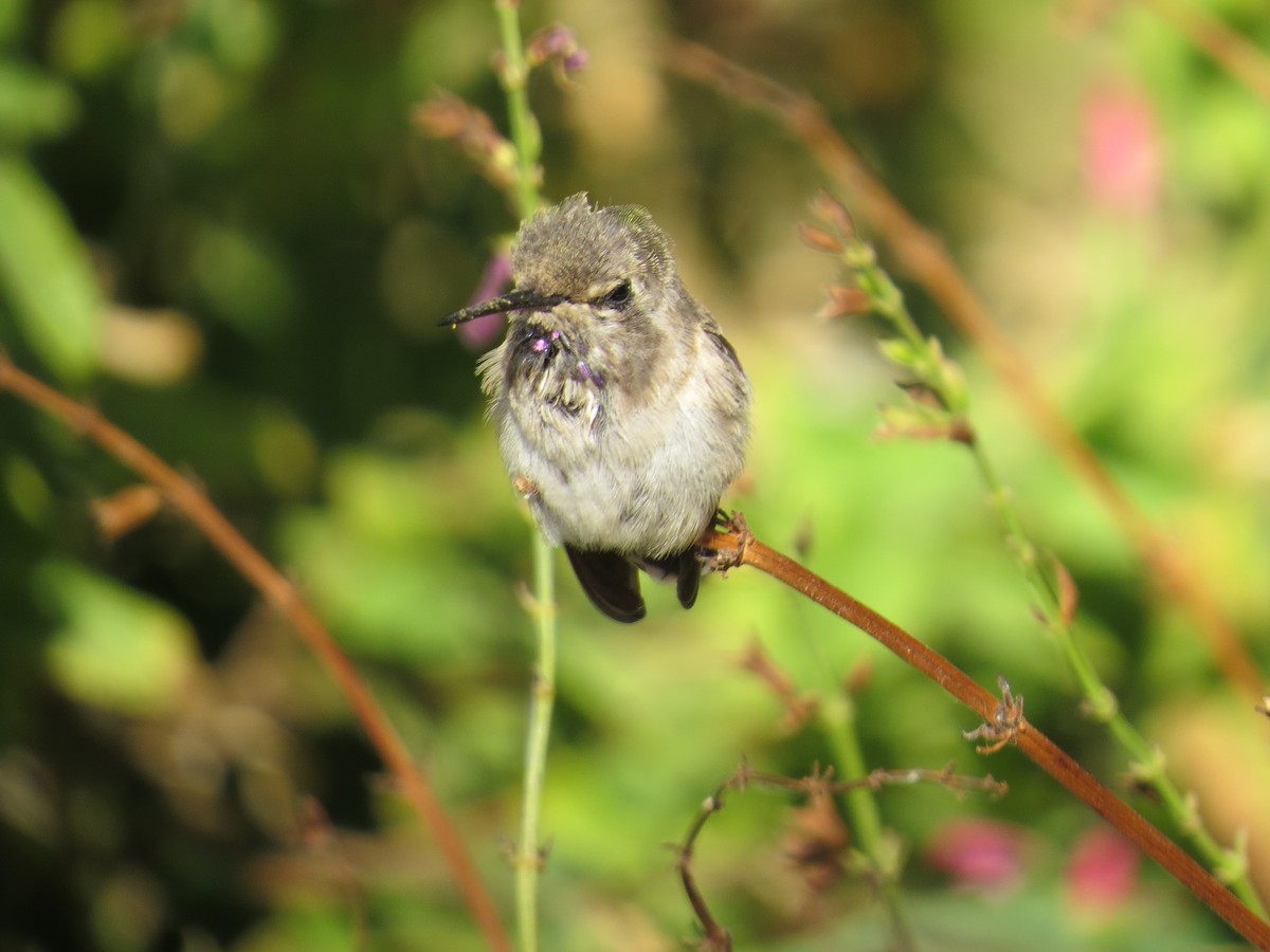 Costa's Hummingbird - Janet Rayner