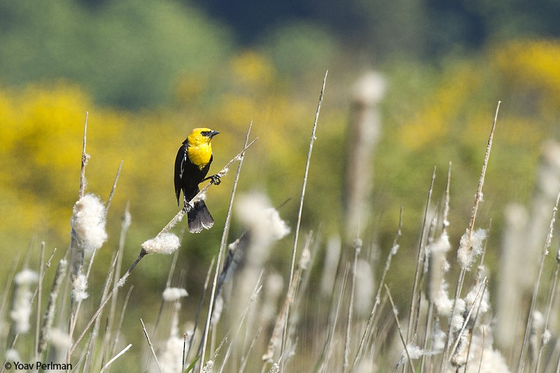 Yellow-headed Blackbird - Yoav Perlman