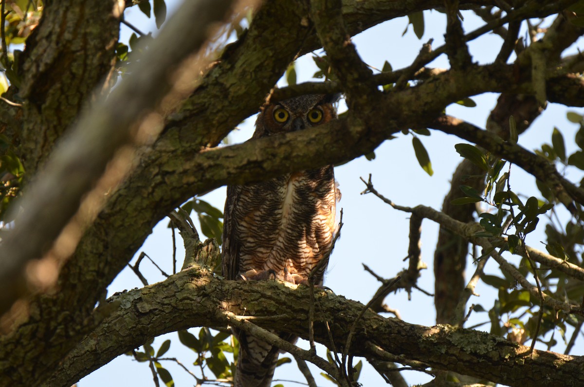 Great Horned Owl - ML67591771