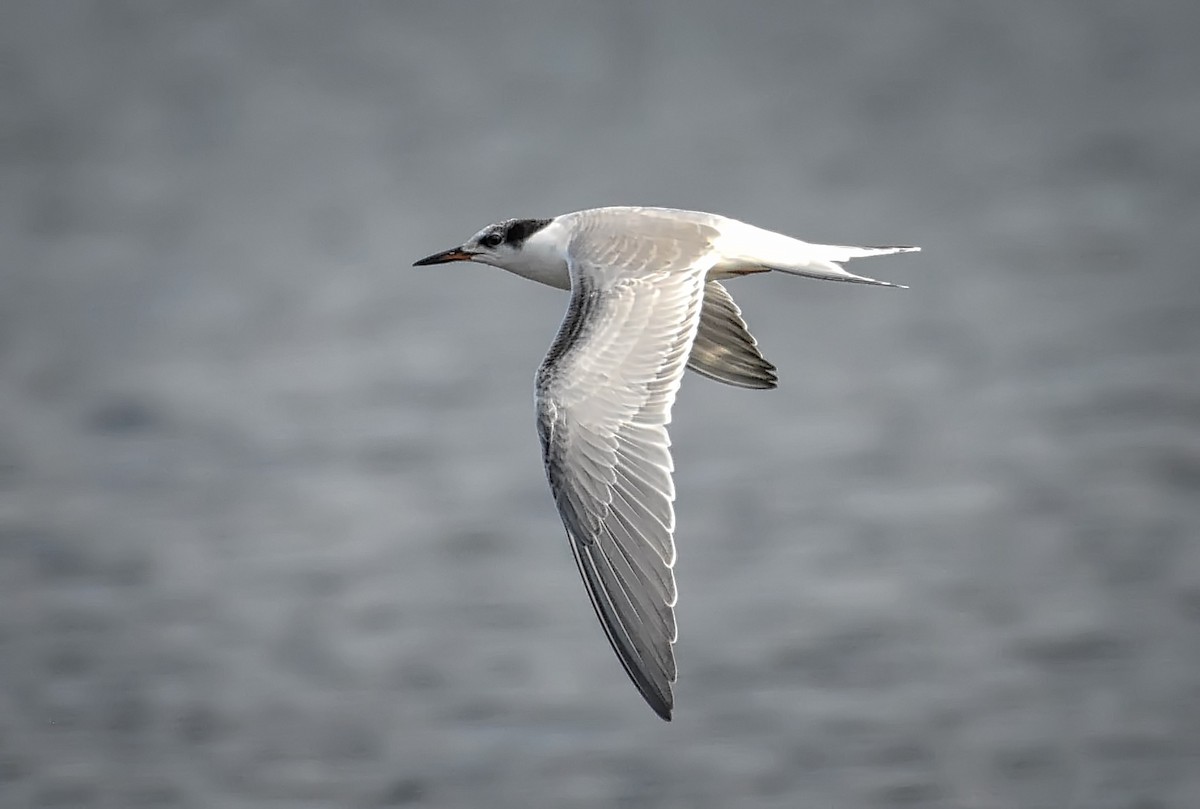 Common Tern - ML67593031