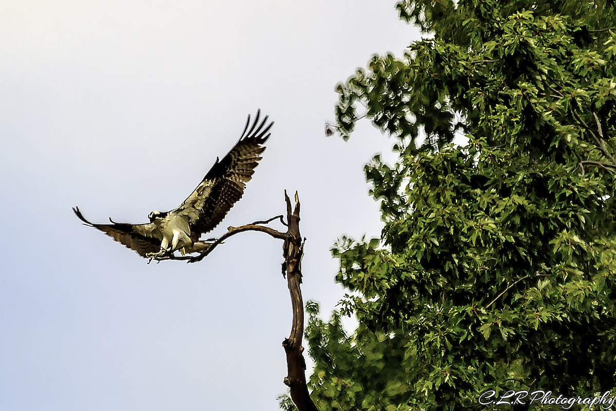 eBird Checklist - 31 Aug 2017 - Hebron Fish Hatchery and Wetlands - 5 ...