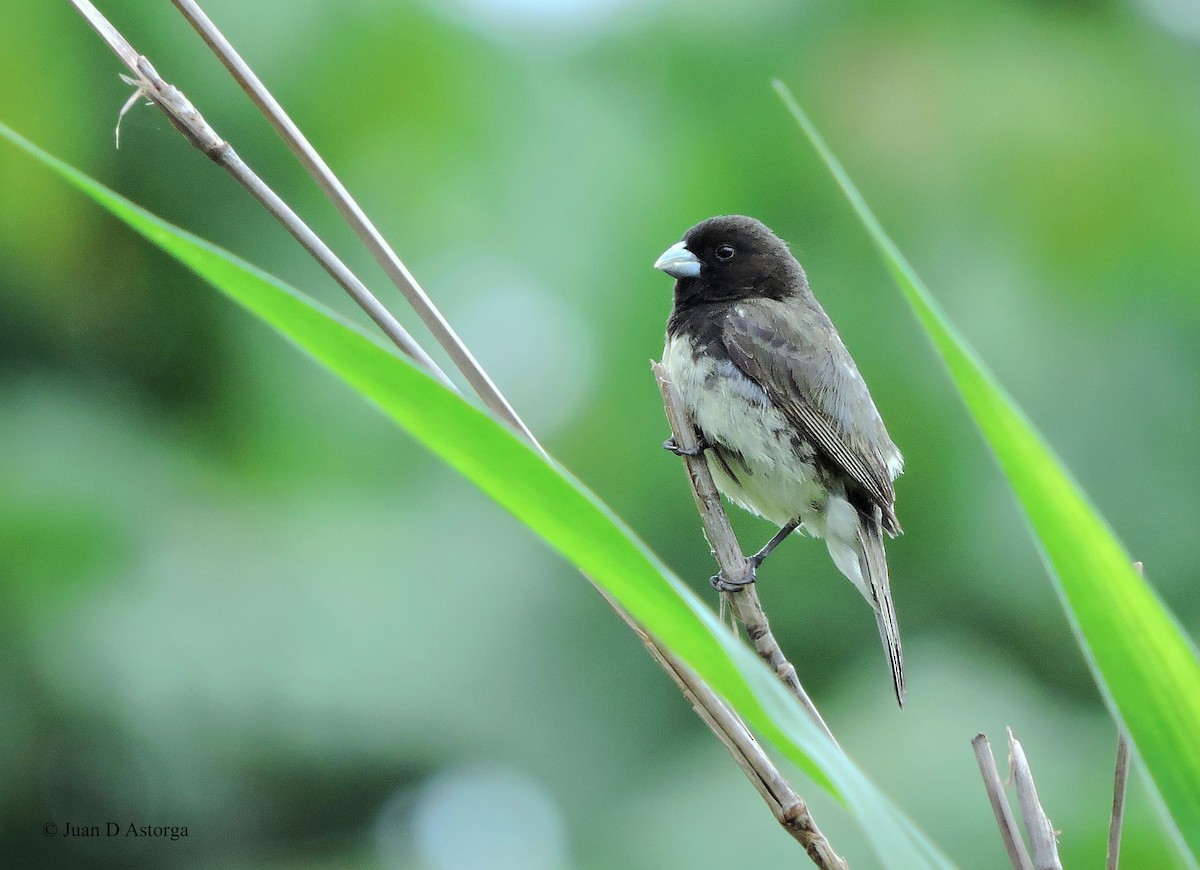 Yellow-bellied Seedeater - ML67594251