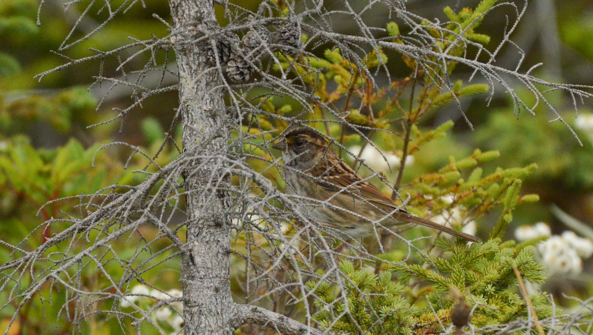 White-throated Sparrow - ML67598771