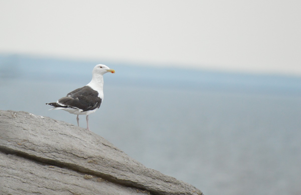 Great Black-backed Gull - Kathy Marche