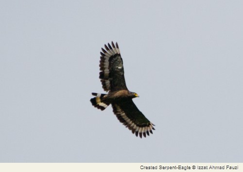 Crested Serpent-Eagle - Selangor Branch Bird Group Malaysian Nature Society