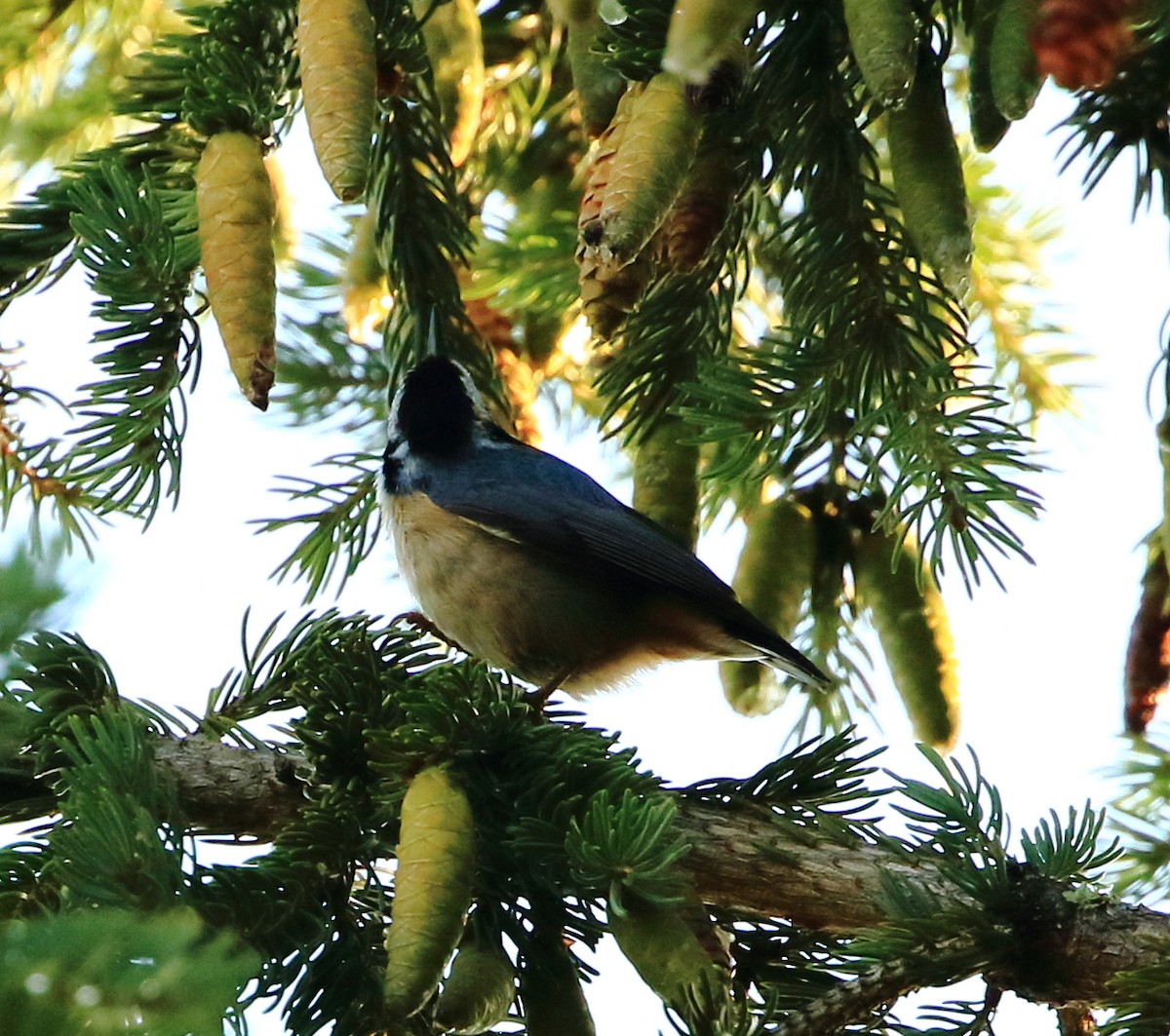 Red-breasted Nuthatch - ML67601511
