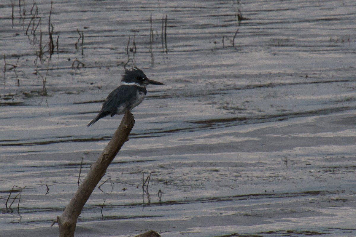Belted Kingfisher - ML67604031