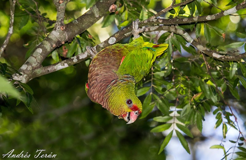 Vinaceous-breasted Parrot - ML67610871
