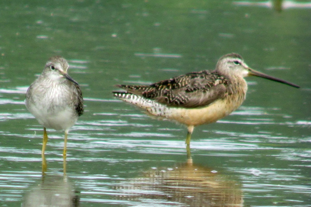 Long-billed Dowitcher - M Lombard