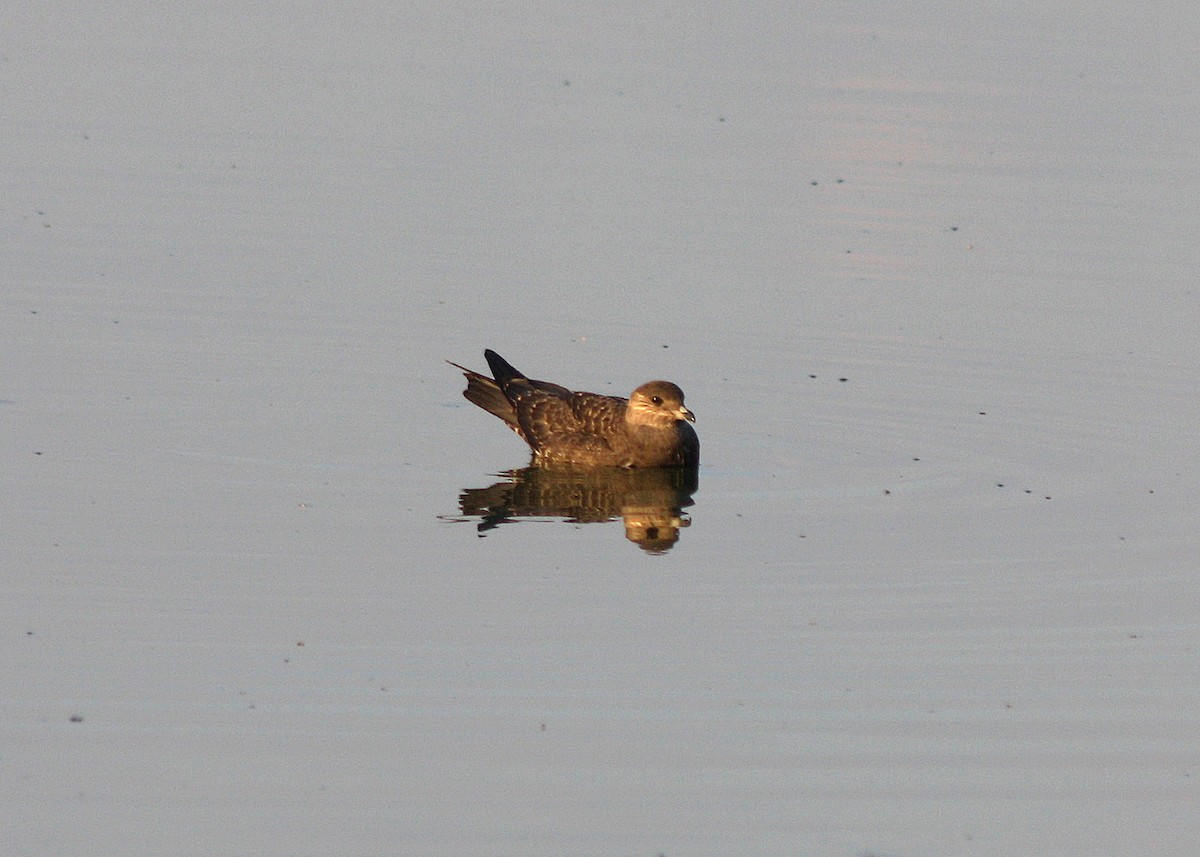 Long-tailed Jaeger - ML67613001