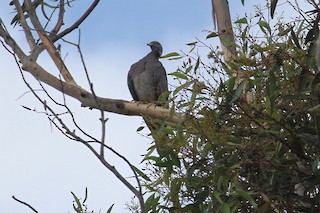 Band-tailed Pigeon, ML67613901