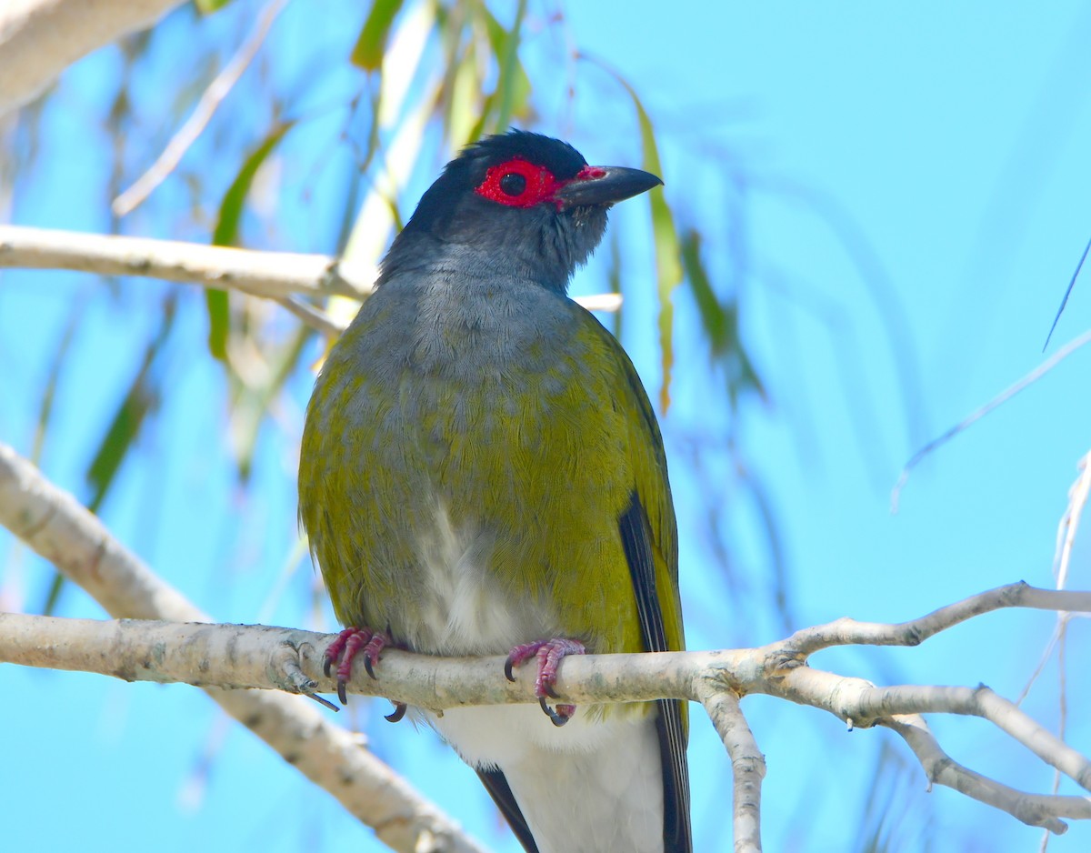 Australasian Figbird - Deb Merton