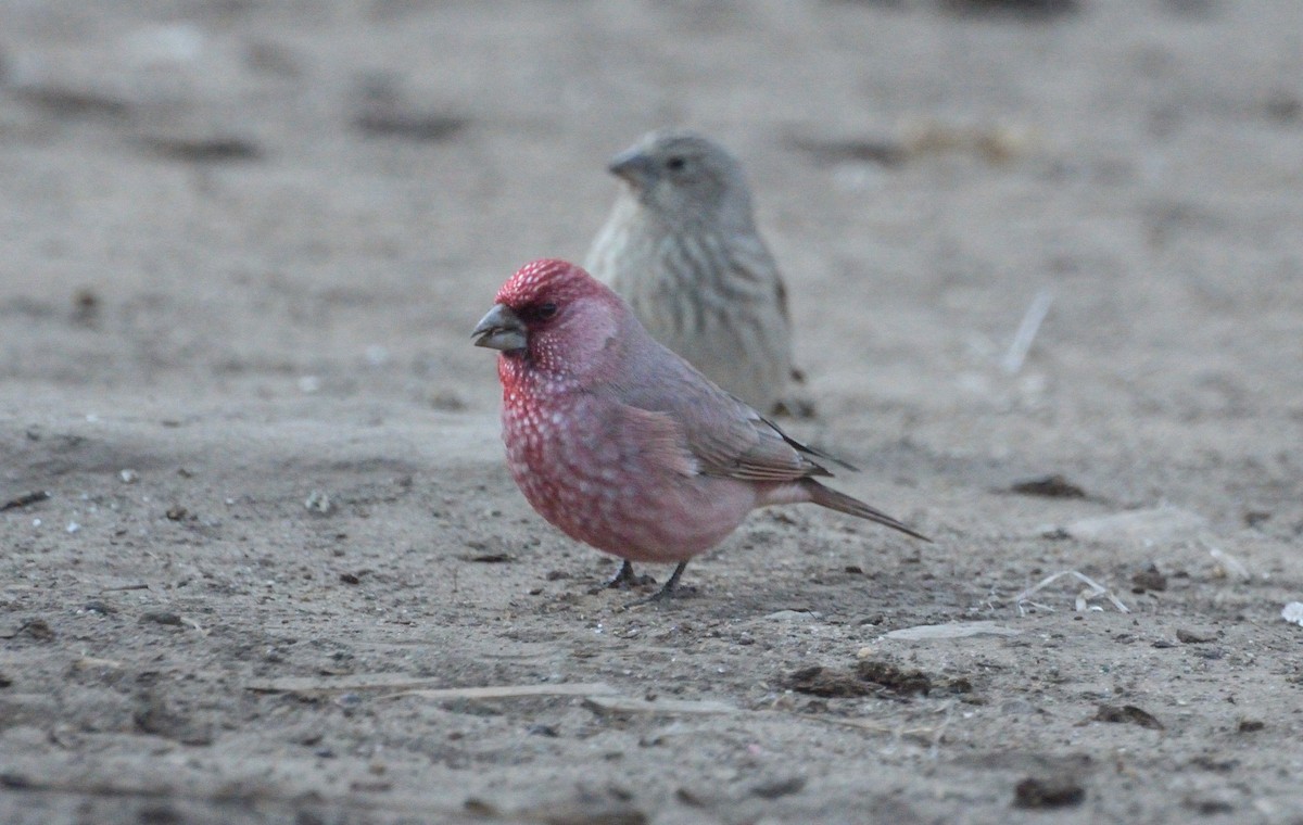 Great Rosefinch - Hathan Chaudhary