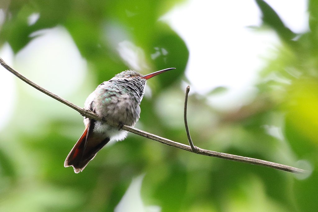 Rufous-tailed Hummingbird - ML67620131