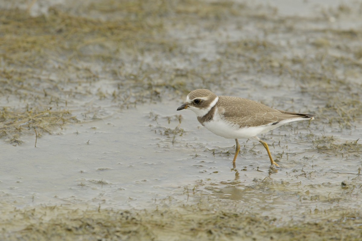 Semipalmated Plover - ML67622671