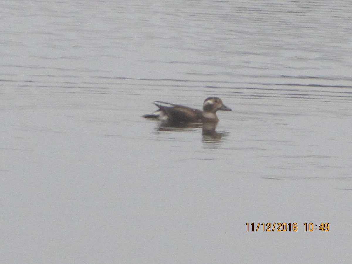 Long-tailed Duck - R Gardner