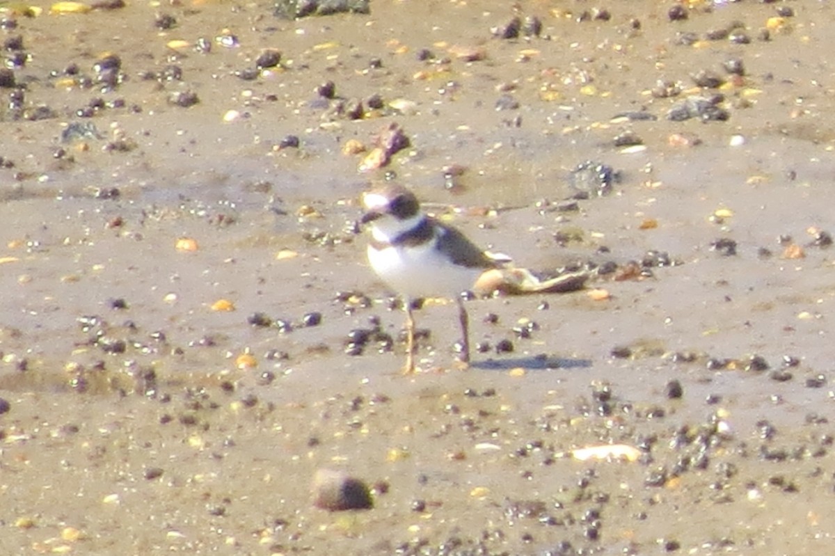 Semipalmated Plover - Anonymous