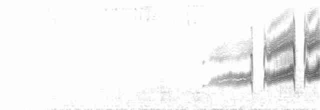 Weißstrichelcanastero - ML67637891