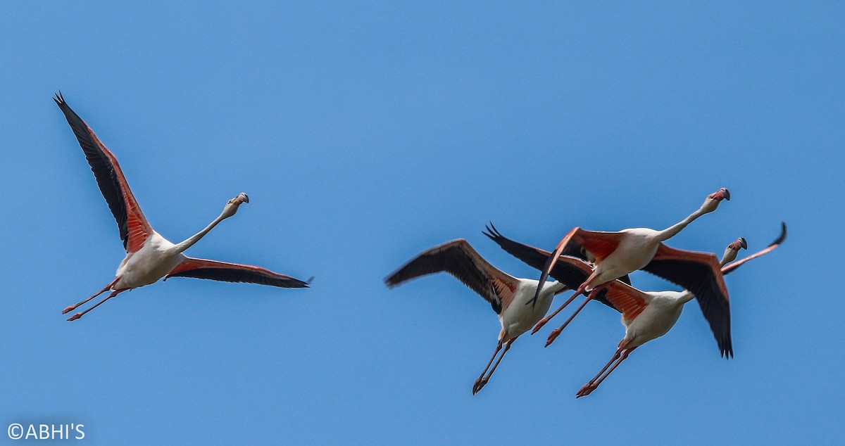 Greater Flamingo - Abhijith surendran