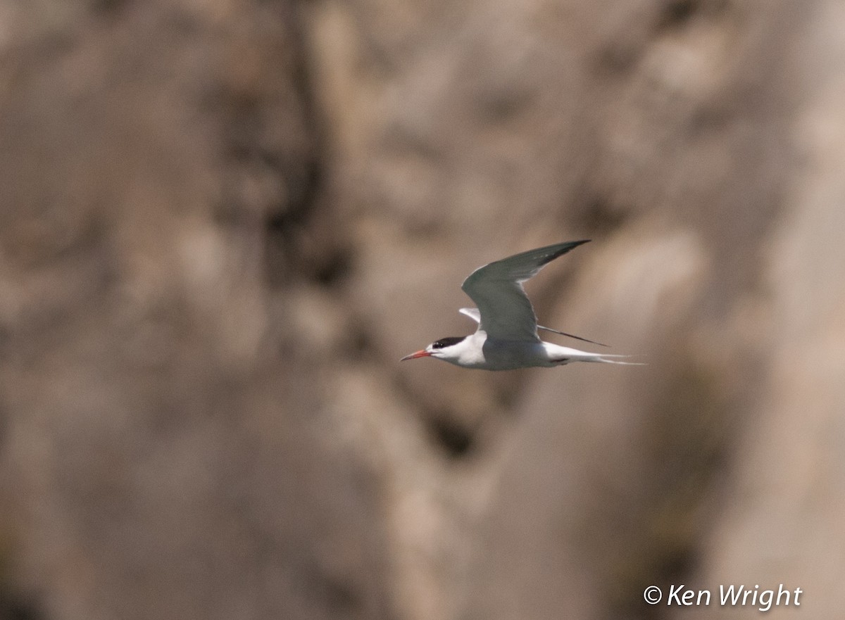 Common Tern - ML67641031