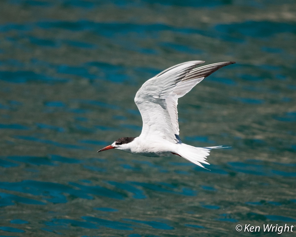 Common Tern - ML67641081