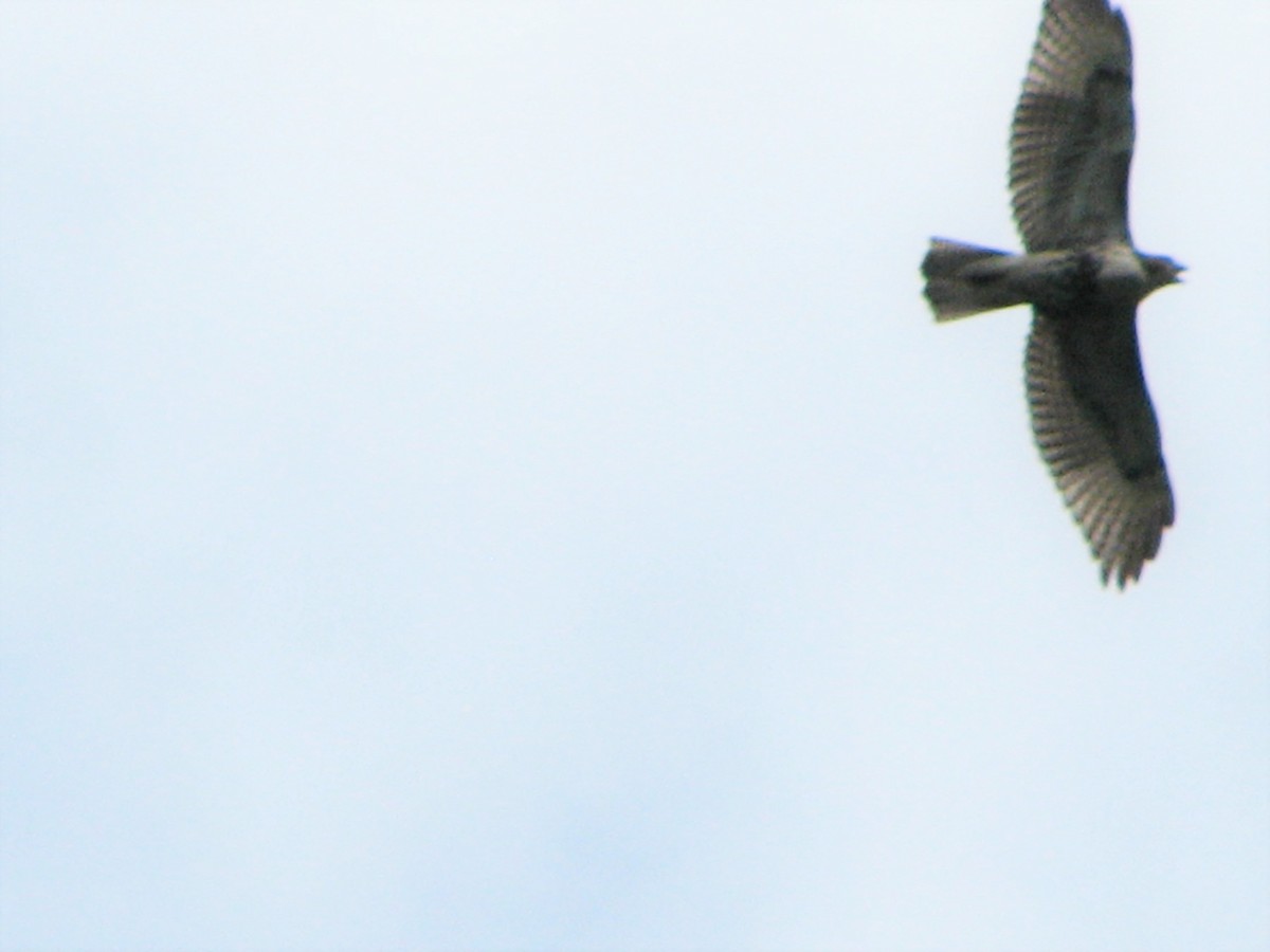 Red-tailed Hawk - Chris Martone