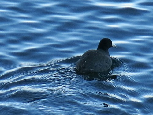American Coot (Red-shielded) - Pedro Fernandes