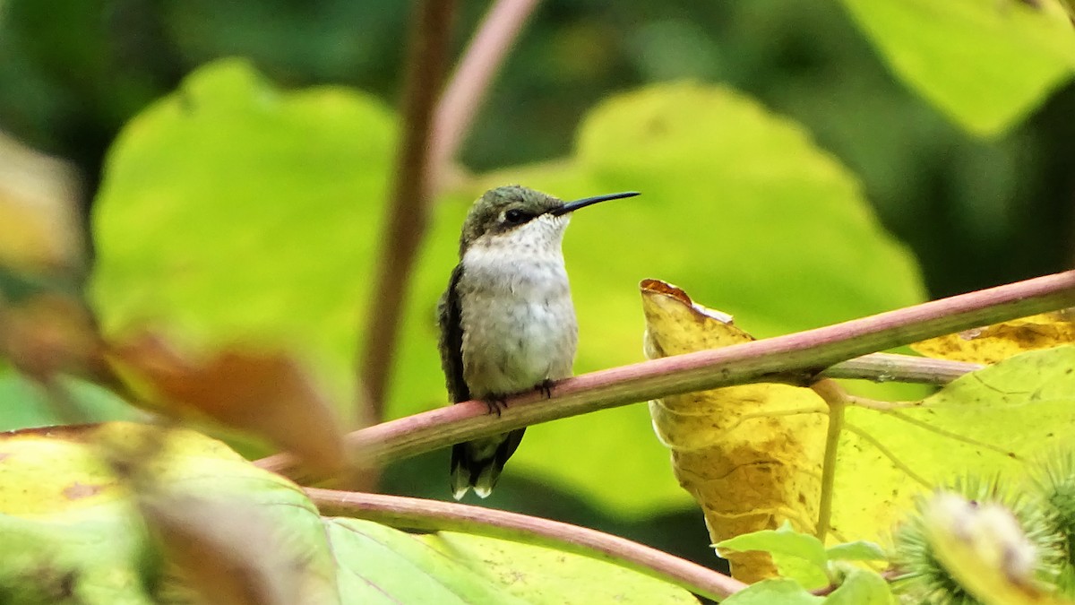 Ruby-throated Hummingbird - Meghan Koenig