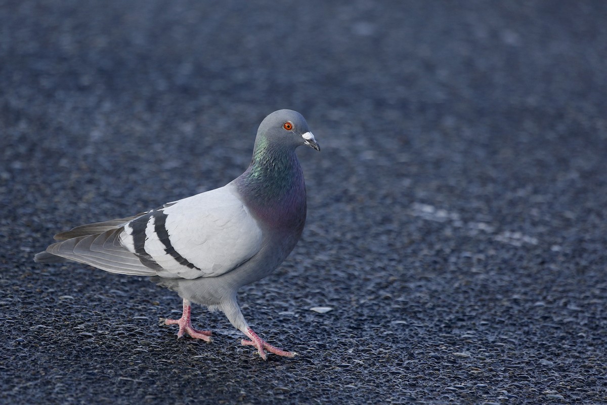 Rock Pigeon (Feral Pigeon) - ML67648471