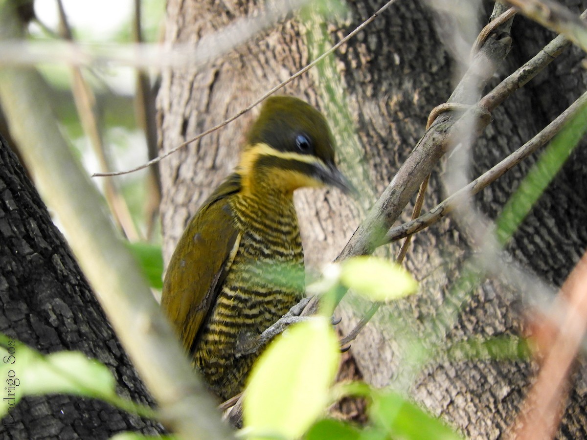Golden-green Woodpecker - ML67648901
