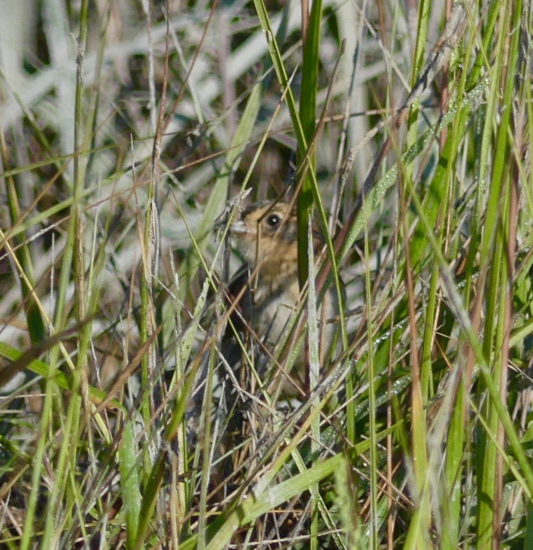Nelson's/Saltmarsh Sparrow (Sharp-tailed Sparrow) - David Moulton
