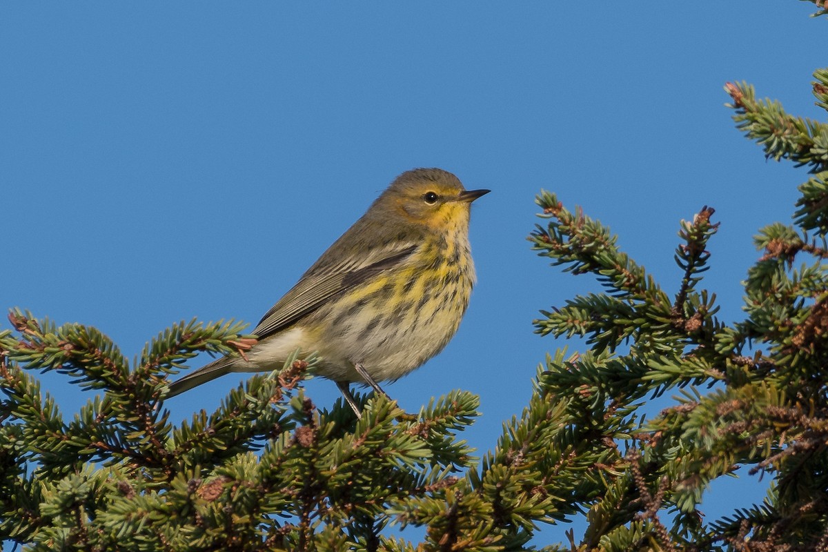Cape May Warbler - ML67649871