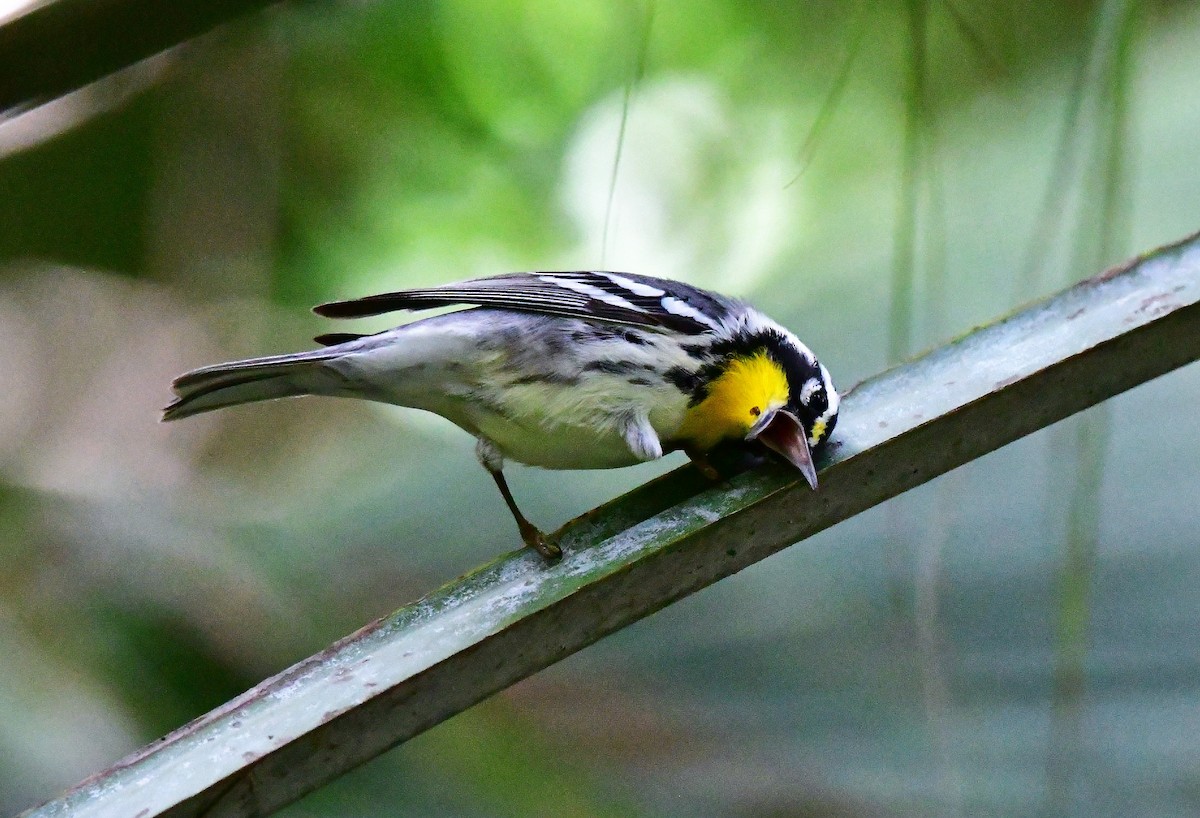 Yellow-throated Warbler - Fran Meyerson