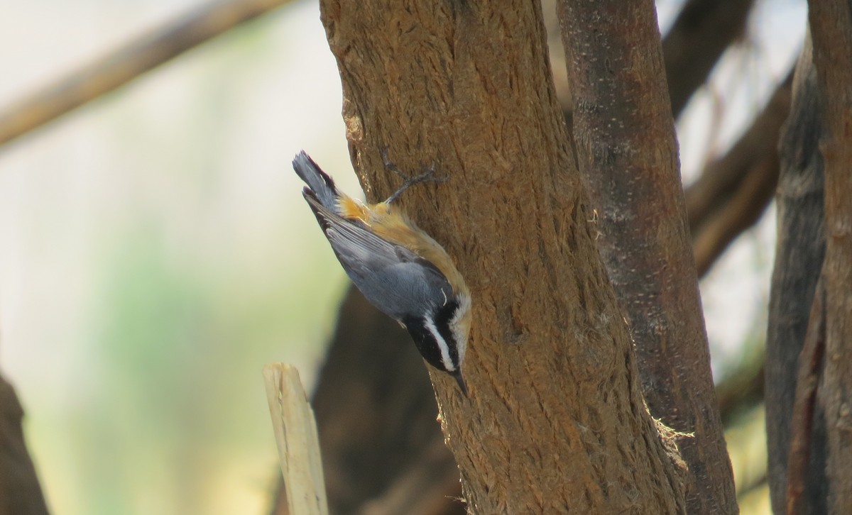 Red-breasted Nuthatch - ML67660871
