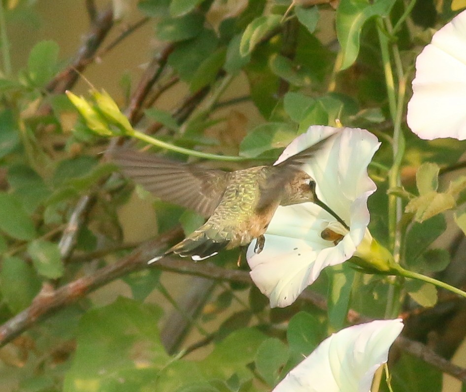 Black-chinned Hummingbird - ML67661841