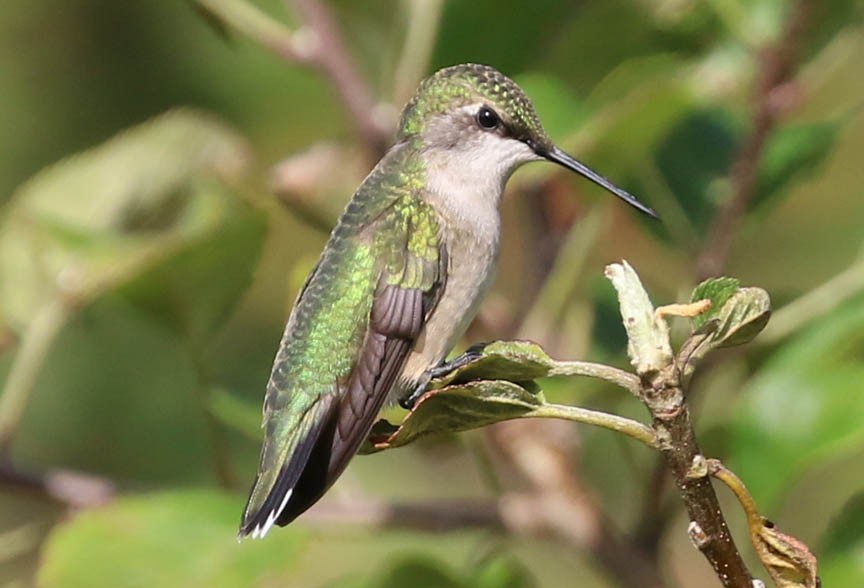 Ruby-throated Hummingbird - Mark Dennis