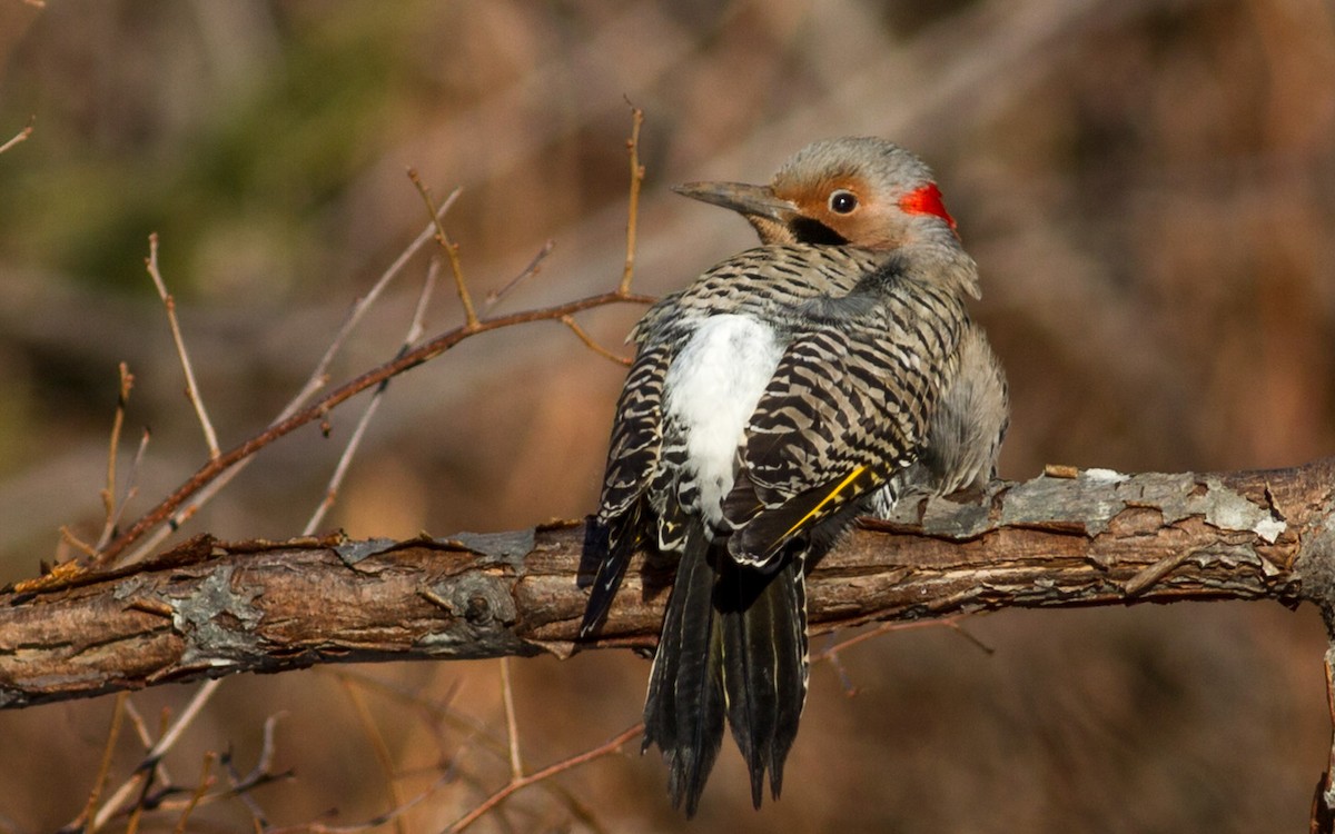 Northern Flicker (Yellow-shafted) - ML67664831