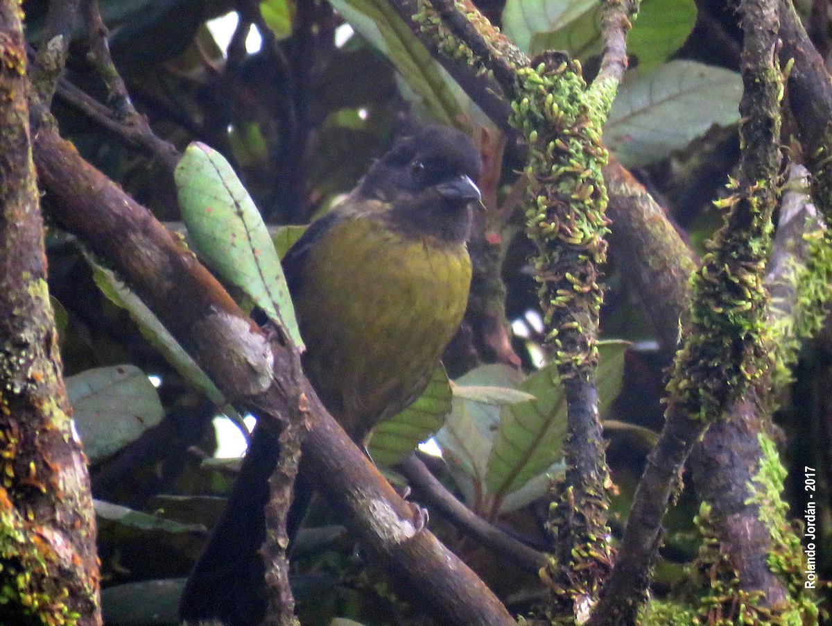 Yellow-green Brushfinch - ML67668131