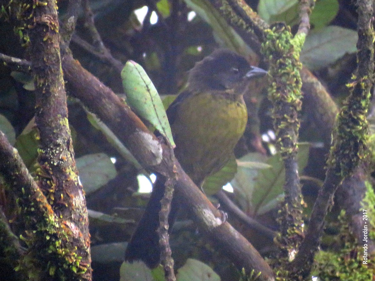 Yellow-green Brushfinch - ML67668161