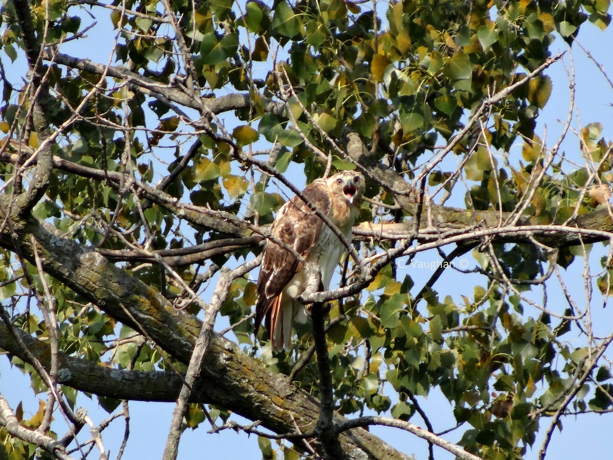 Red-tailed Hawk - ML67669961