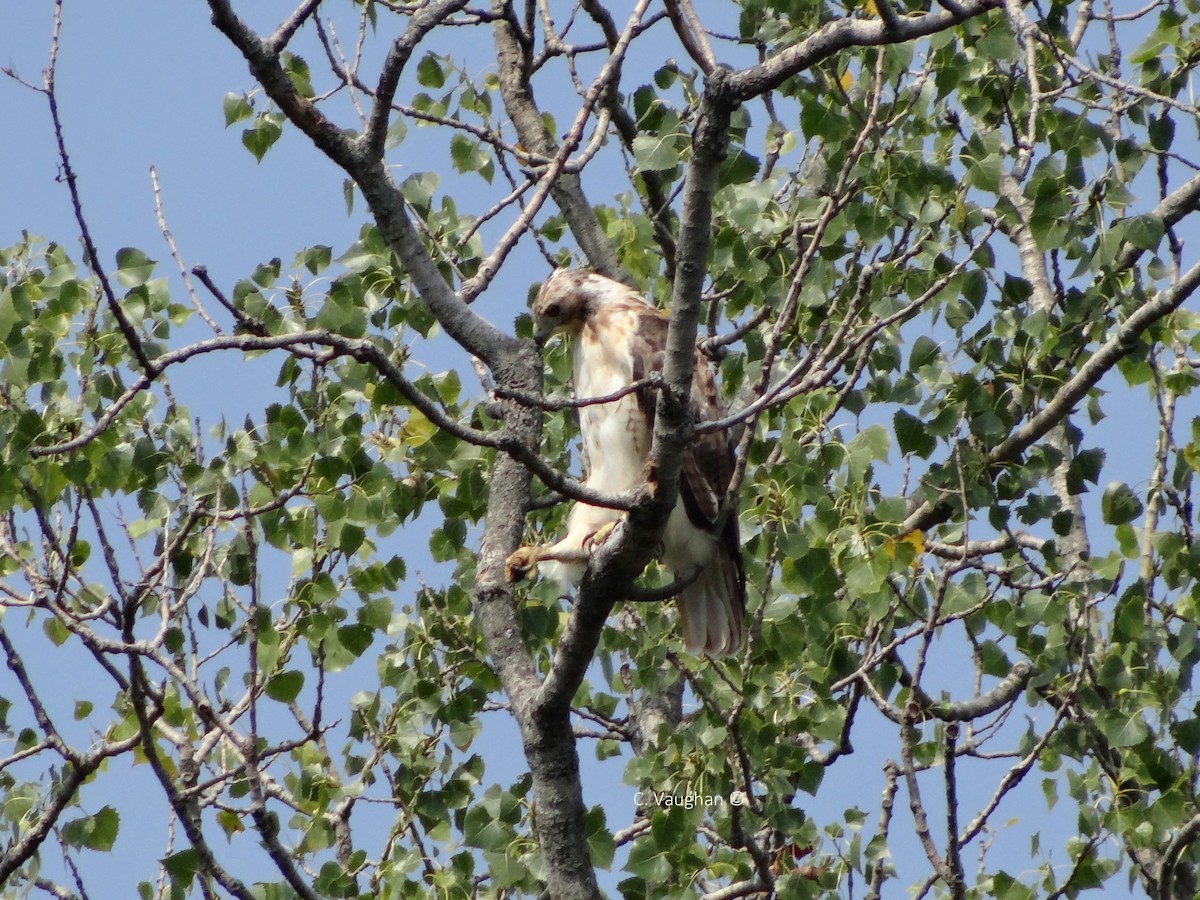 Red-tailed Hawk - ML67671611