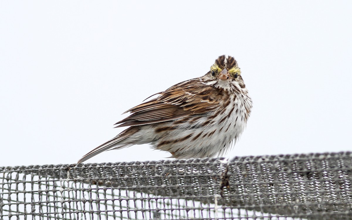 Savannah Sparrow - ML67672801