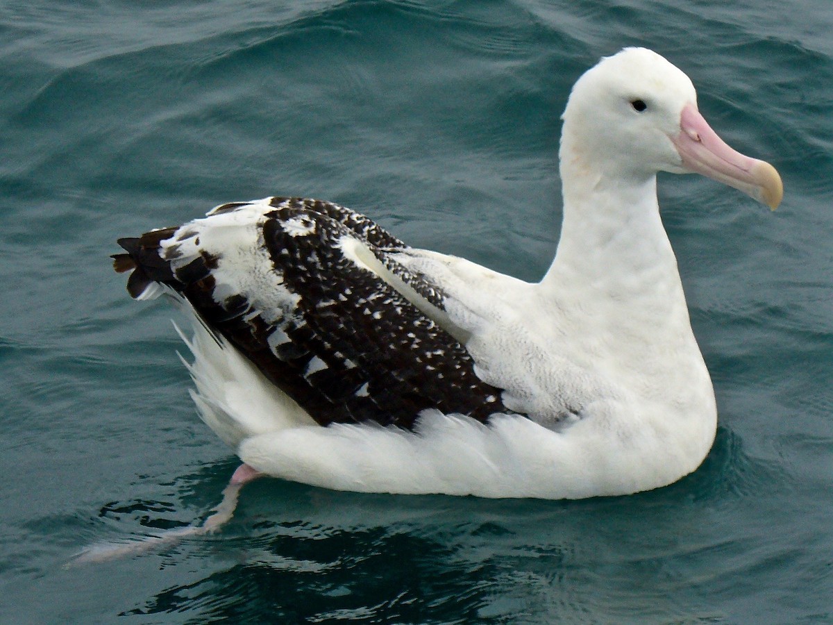Antipodean Albatross (Gibson's) - Kenneth Weaver